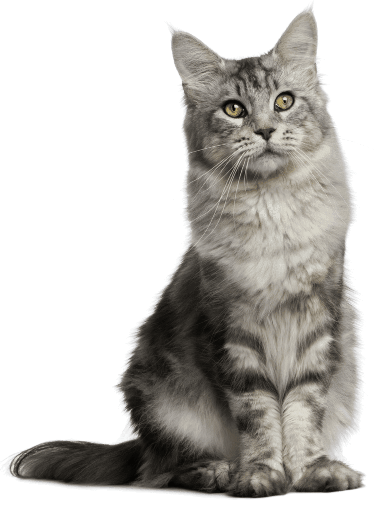 Vista Pet Club | Pet Club for Cats in Chelmsford