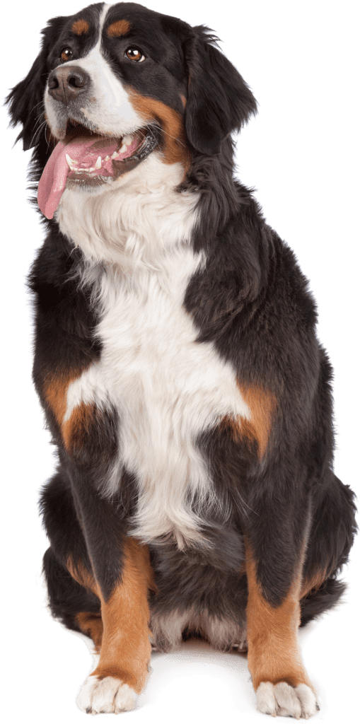 Vista Pet Club | Pet Healthcare Club for Dogs in Chelmsford