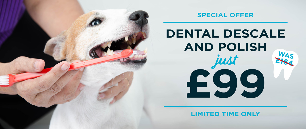 Dental Descale SPECIAL OFFER only £99 for Cats and Dogs Vista Vets