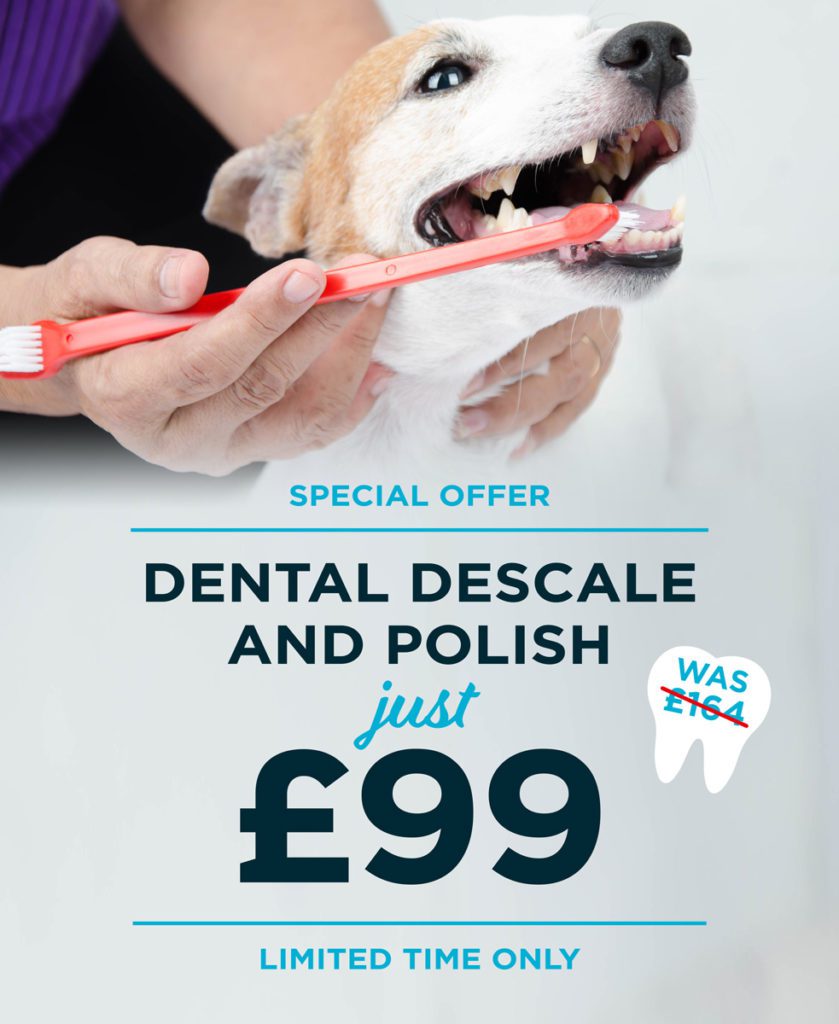 Dog descaler sales