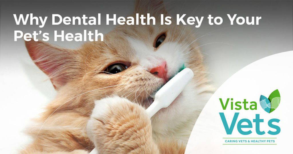 Vista Vets Chelmsford | Why Dental Health is Key to Your Pets Health