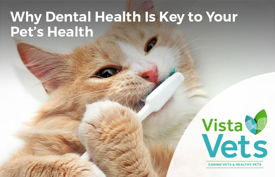 Vista Vets Chelmsford | Why Dental Health is Key to Your Pets Health