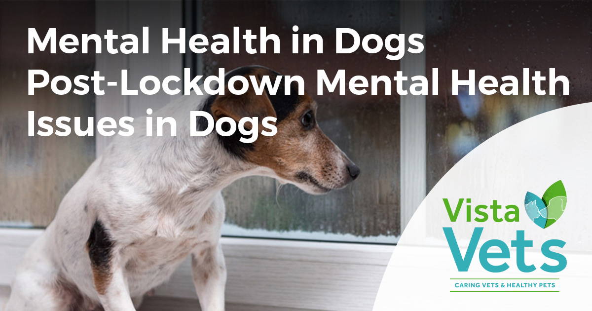 Mental Health in Dogs PostLockdown Dog Mental Health Issues