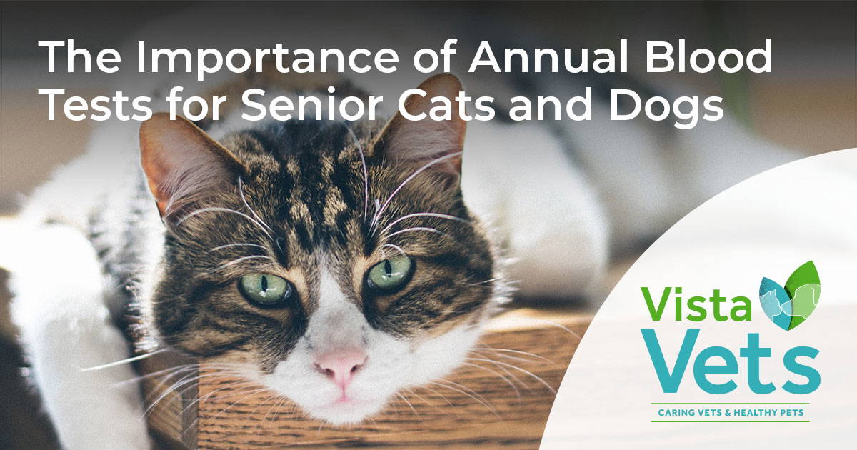 The Importance of Annual Blood Tests for Senior Cats and Dogs