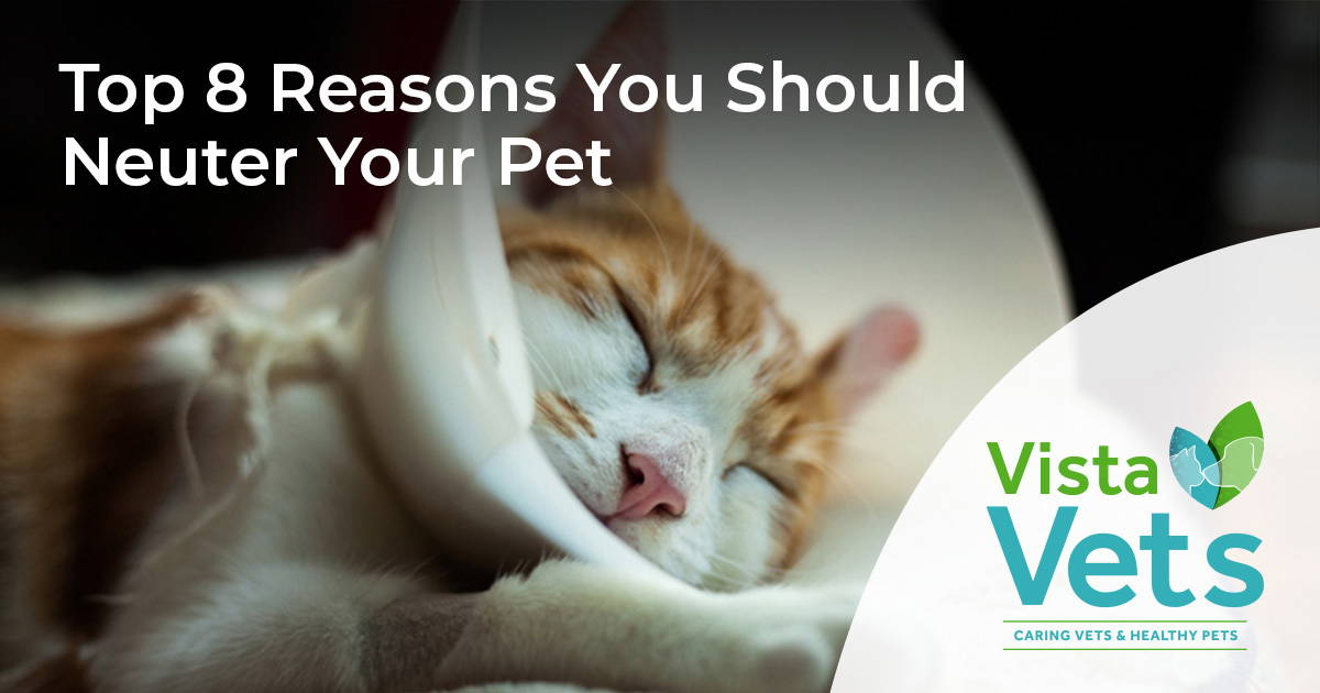 Top 8 Reasons You Should Neuter Your Pet Vista Vets