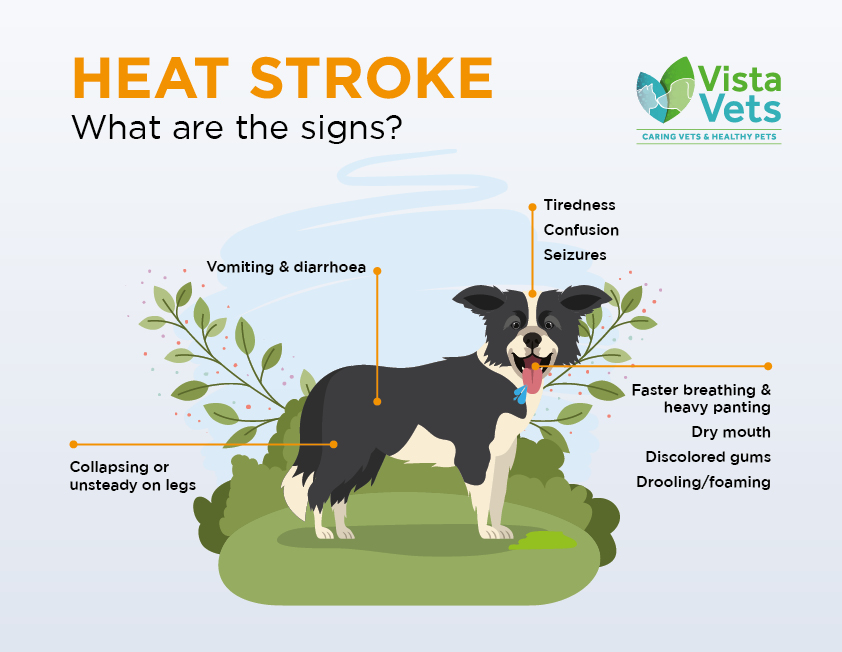 Heatstrokes in dogs - Vista Vets