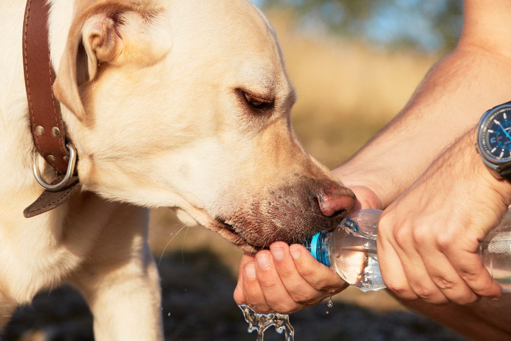 Heatstrokes in dogs - Vista Vets