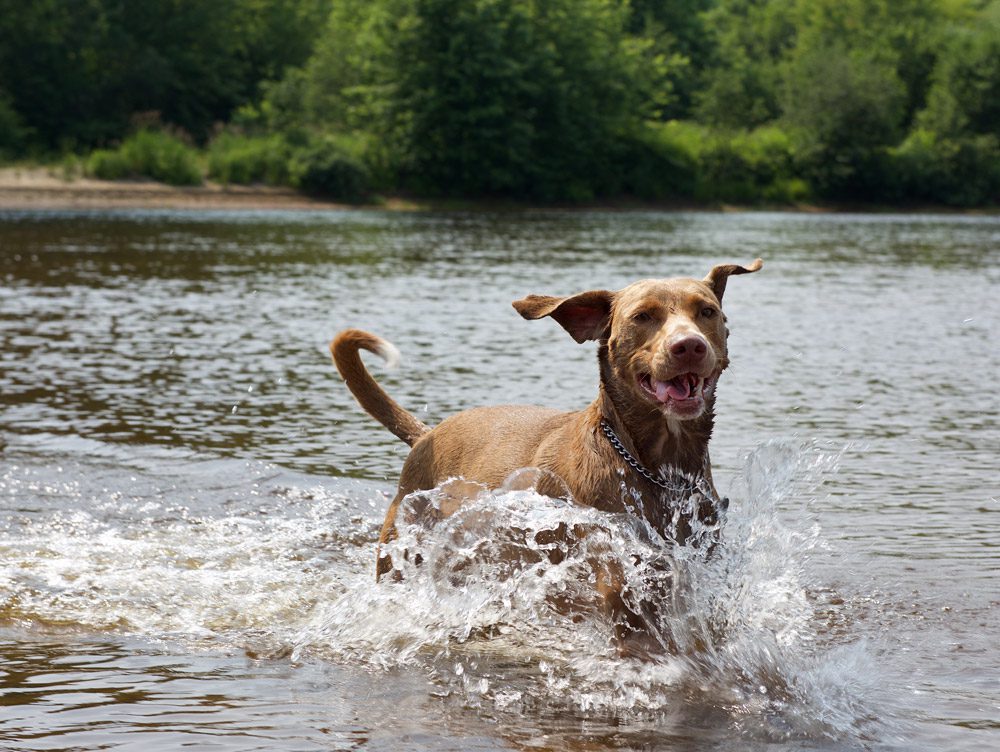 Heatstrokes in dogs - Vista Vets