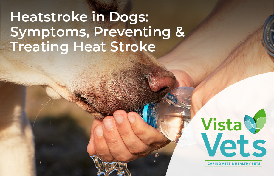 Heatstrokes in dogs - Vista Vets