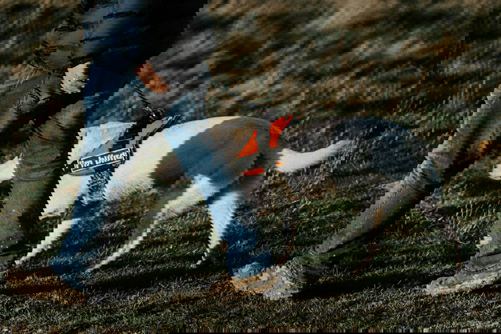 Animal Health Certificates (AHCs)