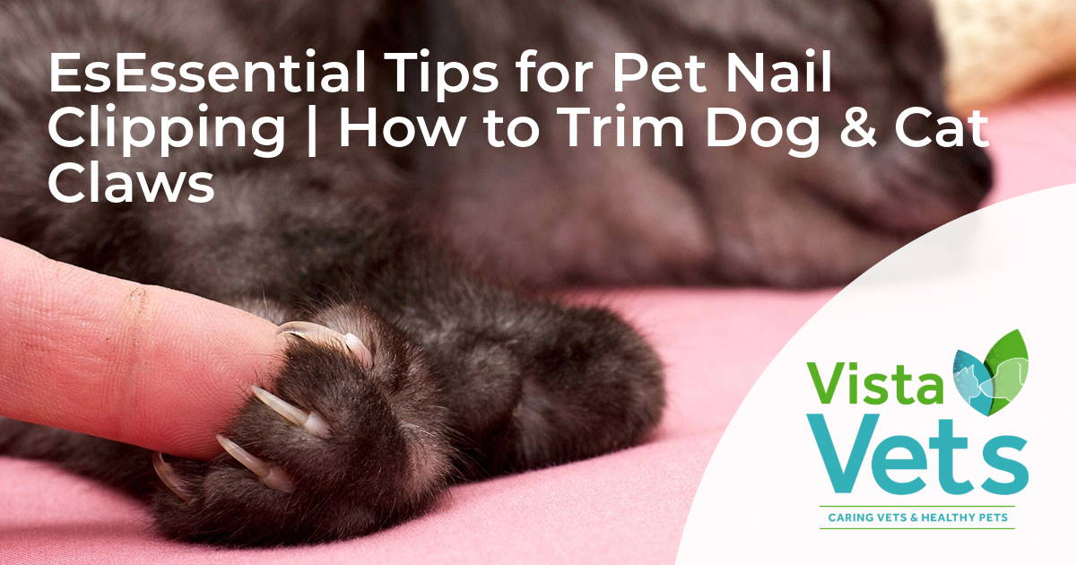 Trimming Black Dog Nails: A Safe And Easy Guide | Nailicy