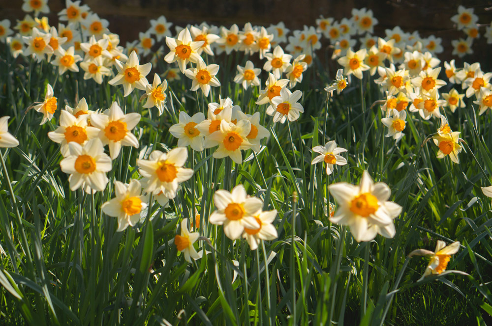 Daffodils - Poisonous plants for pets | Vista Vets