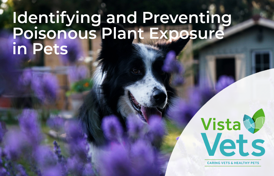 Identifying and preventing poisonous plant exposure in pets | Vista Vets