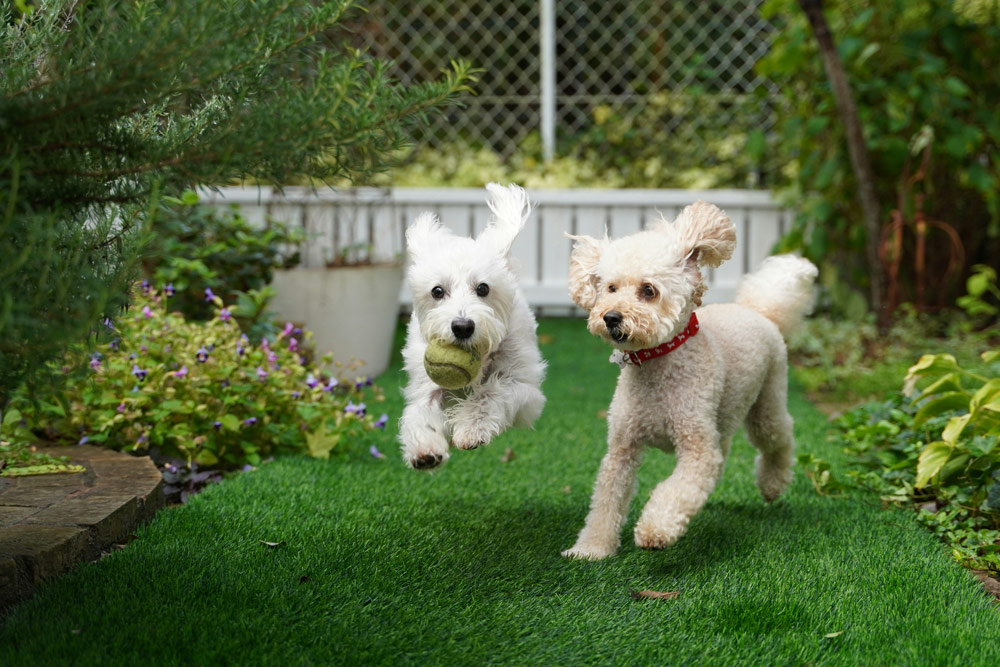 Dogs in safe garden | Vista Vets