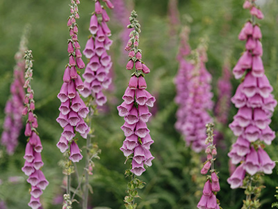 Foxgloves - Poisonous plants for pets | Vista Vets