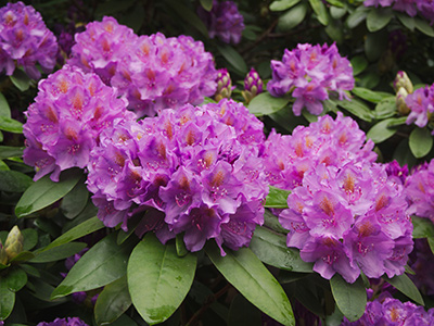 Rhododendron - Poisonous plants for pets | Vista Vets