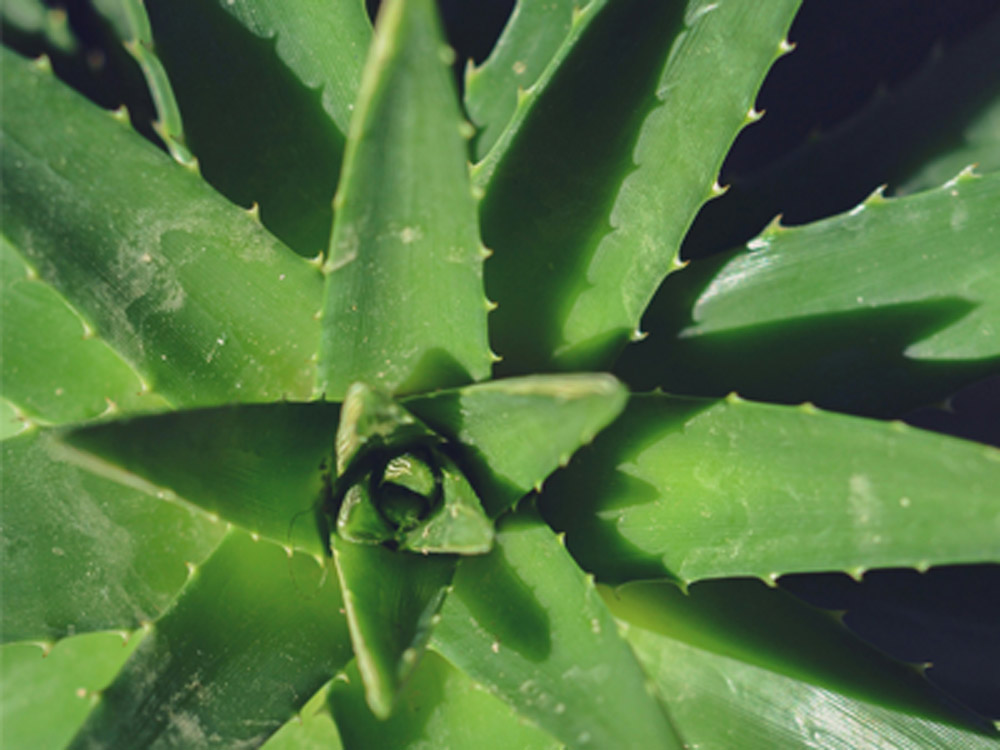 Aloe Vera - Poisonous plants for pets | Vista Vets