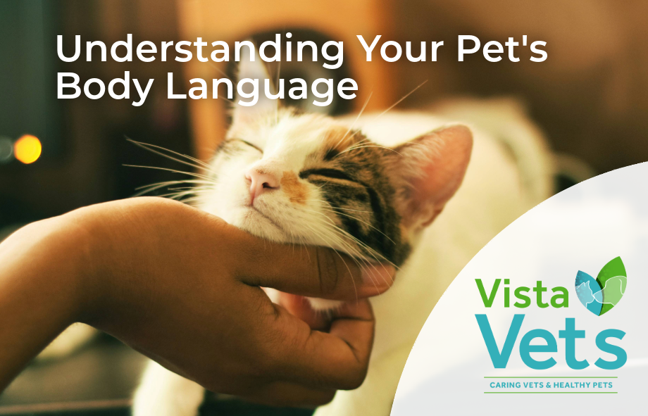 Understanding your pets body language | Vista Vets