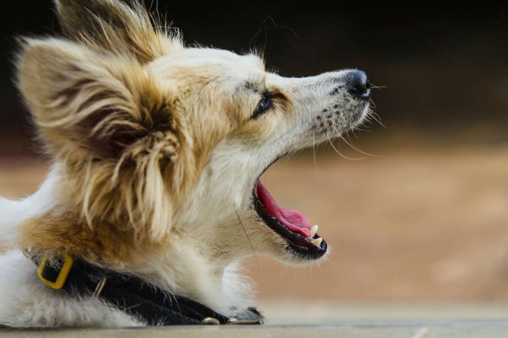 Understanding your pet's body language | Vista Vets