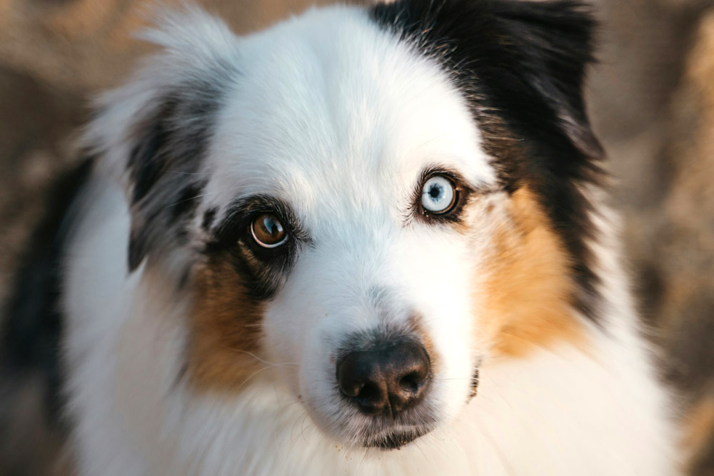 Eye Expressions - Understanding your pet's body language | Vista Vets