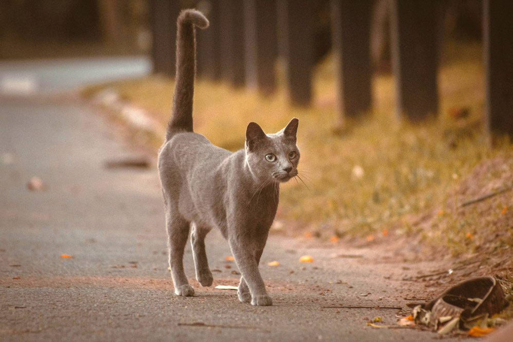 Tail Talk - Understanding your pet's body language | Vista Vets