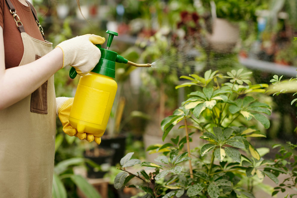 The risks of outdoor chemicals and pest control products for pets | Vista Vets