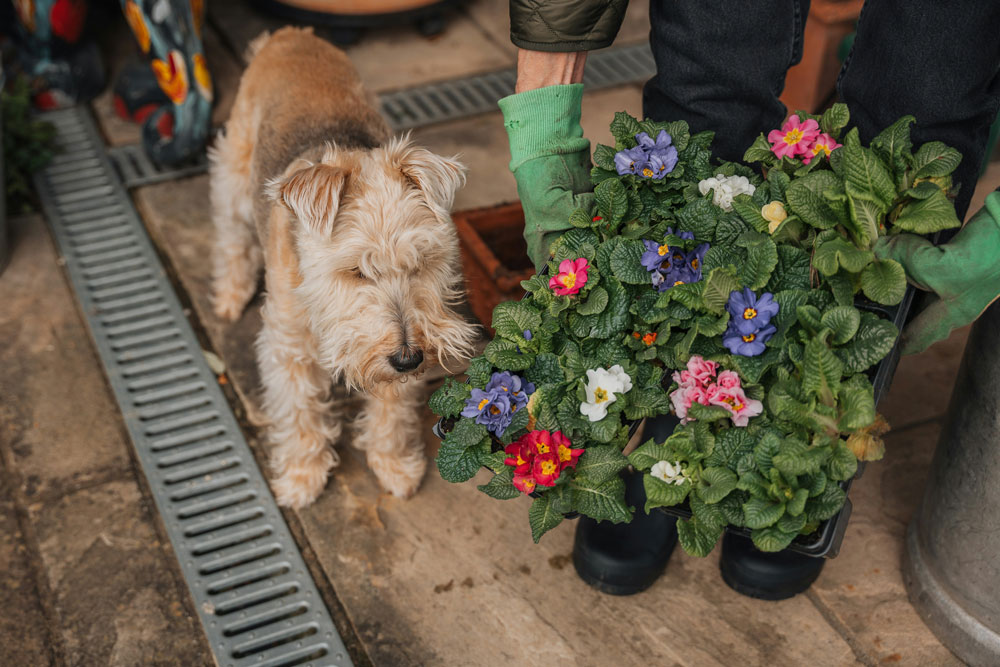 The risks of outdoor chemicals and pest control products for pets | Vista Vets