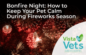 How to keep your pets calm during fireworks on bonfire night | Vista Vets
