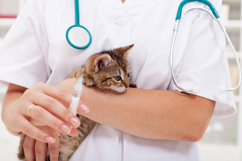 New Year pet health checklist | Vista Vets