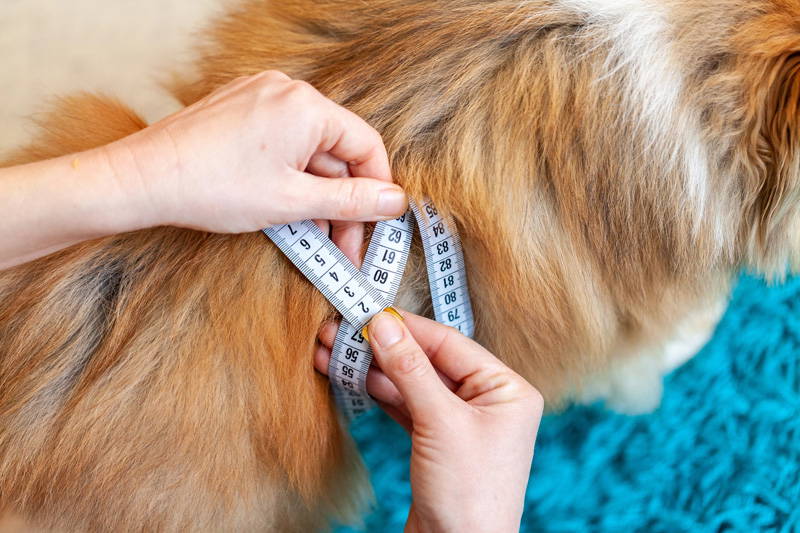 New Year pet health checklist | Vista Vets