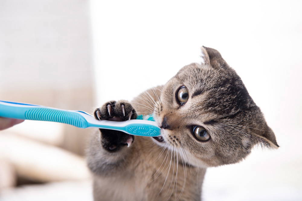 Dental Health for cats and dogs | Vista Vets