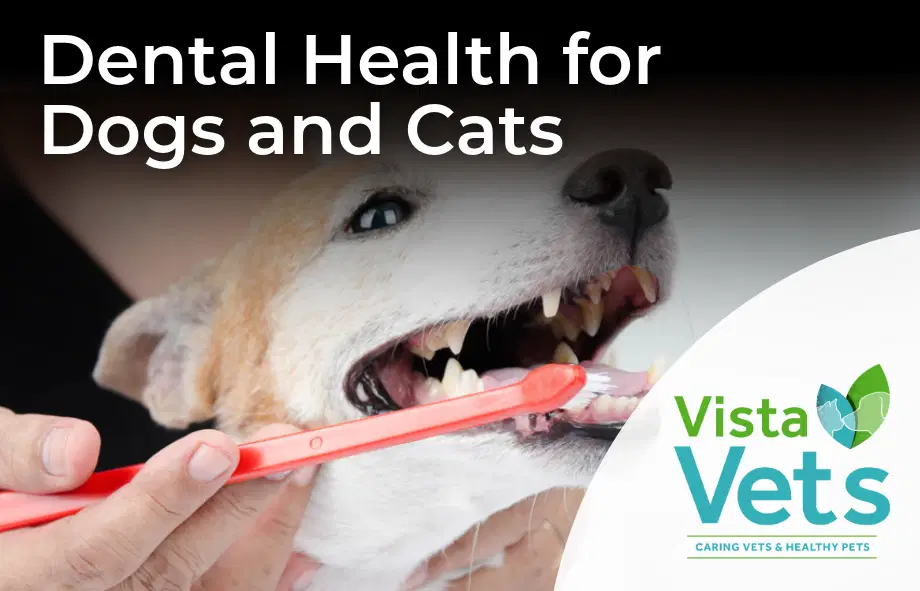 Dental Health for cats and dogs | Vista Vets
