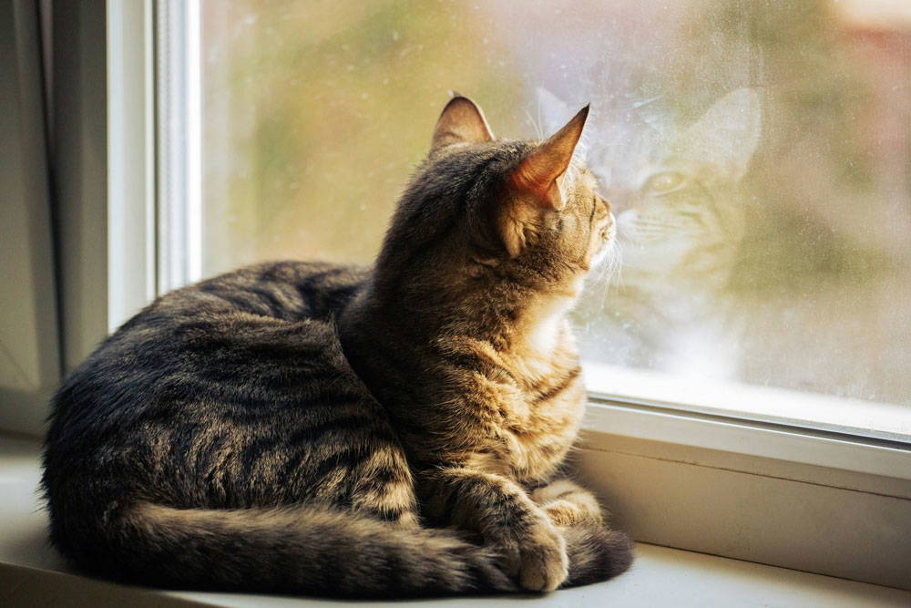 Spring parasites and check-ups | Vista Vets