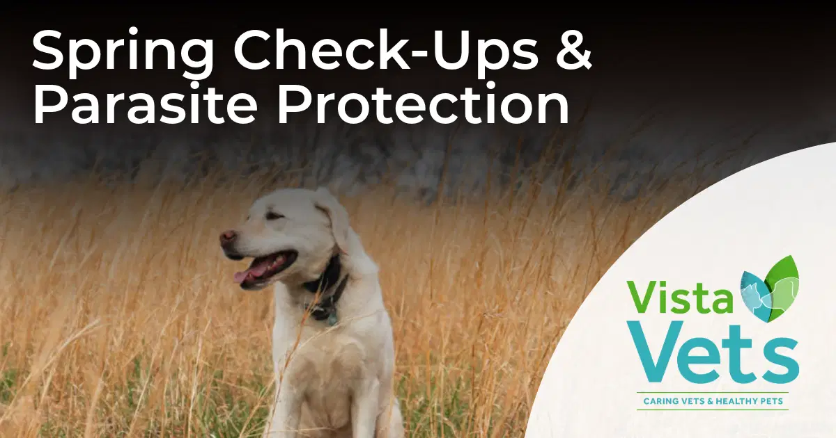 Spring Check-Ups & Parasite Protection | Vista Vets