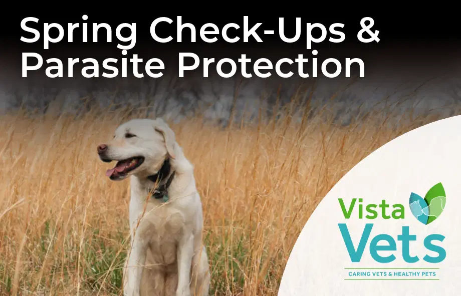 Spring parasites and check-ups | Vista Vets