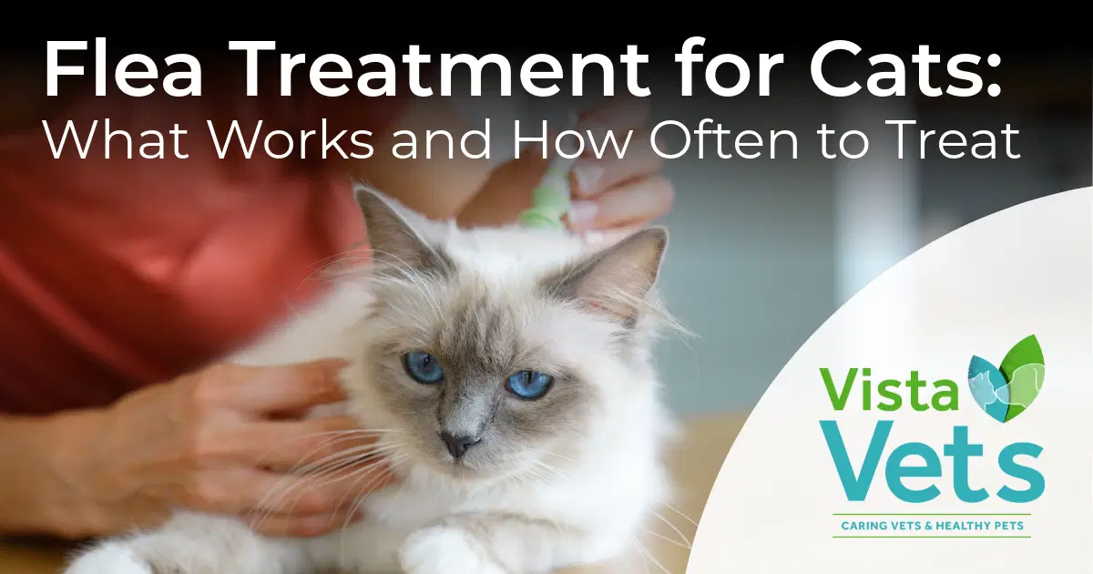 Flea Treatment for Cats: What Works and How Often to Treat - Vista Vets