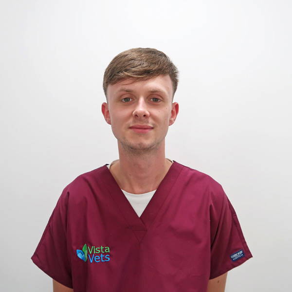 vista-vets-in-chelmsford-meet-the-team-Harry