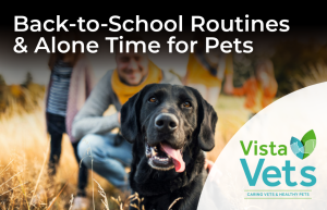Back to school - alone time for pets | Vista Vets