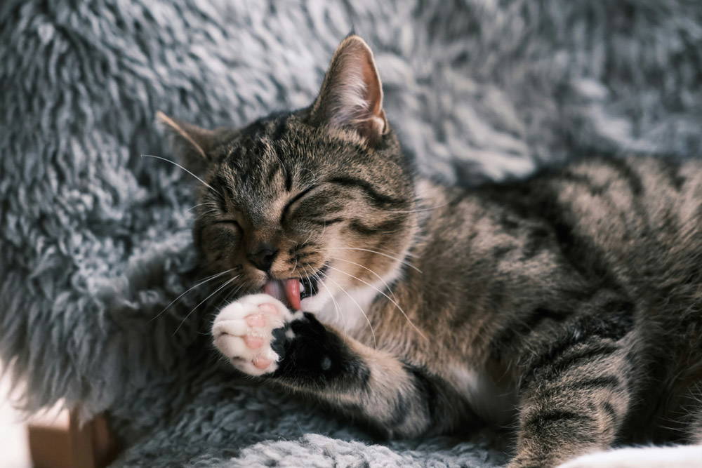 Back to school - alone time for cats | Vista Vets
