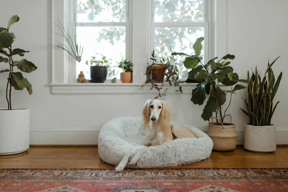 Back to school - alone time for dogs | Vista Vets
